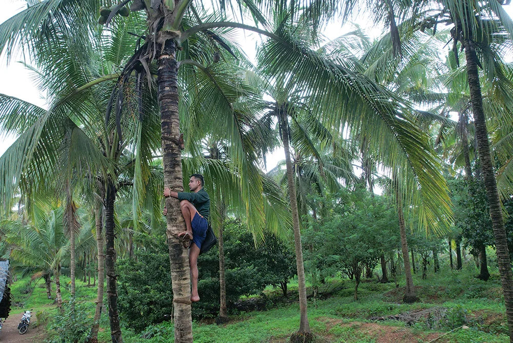 OUR FARMS