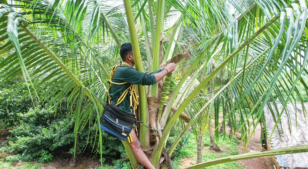 Singapore Balion Agrofoods Pvt. Ltd.