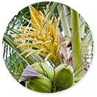Coconut Flower Nectar